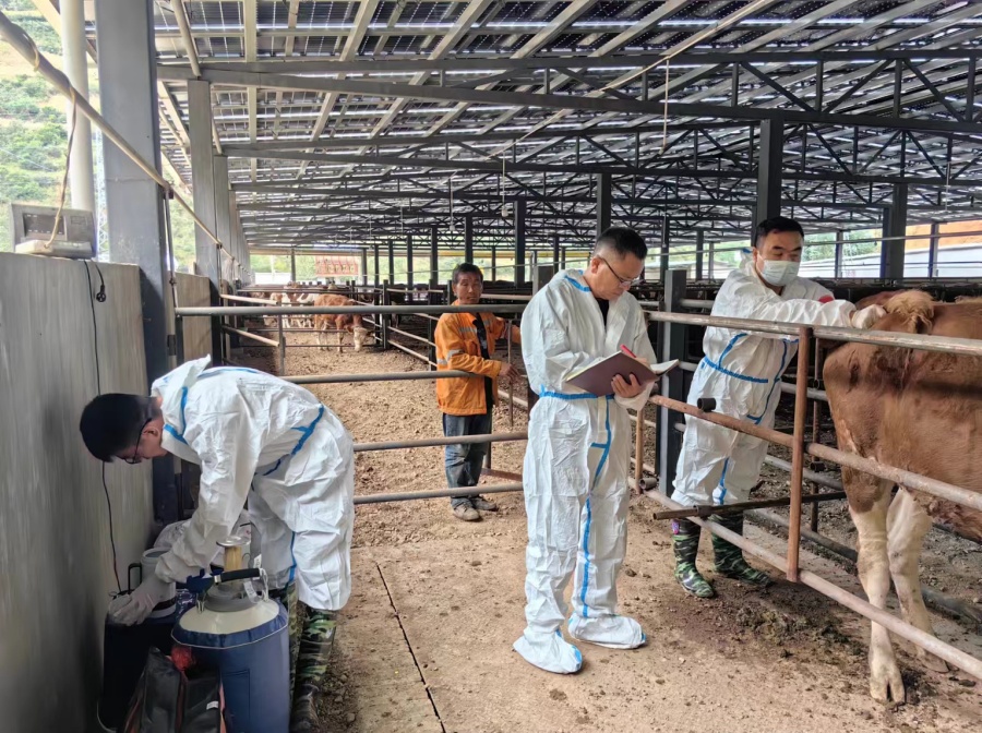 云南农业职业技术学院着力推进华西牛品种在大理祥云鹿鸣乡的运用 - 新华网客户端