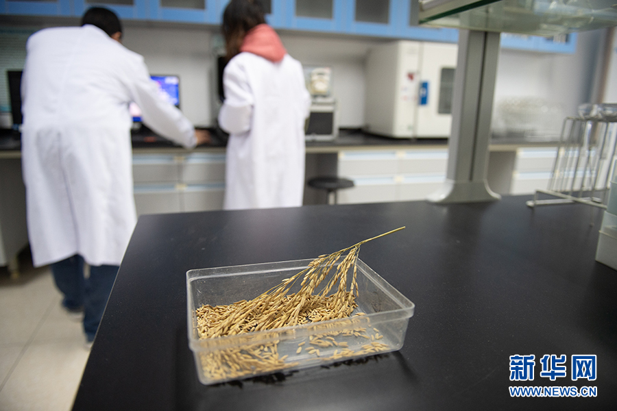 世界粮食日丨藏粮于技,走进杂交水稻育种重点实验室