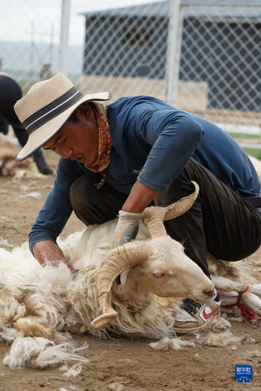 7月9日,青海省海南藏族自治州共和县倒淌河镇次汗达哇村的牧民在给羊