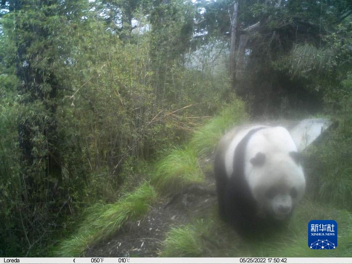 国社@四川|大熊猫国家公园唐家河片区野生大熊猫"惊喜四连现" - 新华