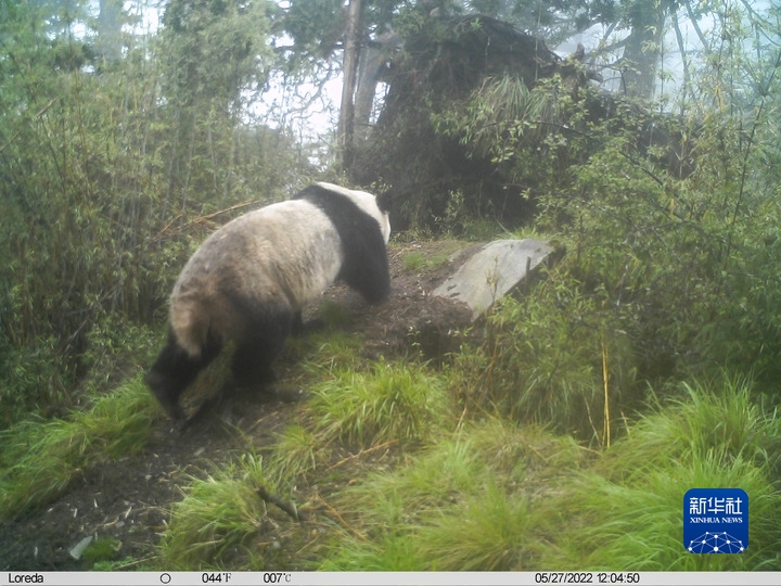 国社@四川|大熊猫国家公园唐家河片区野生大熊猫"惊喜四连现" - 新华