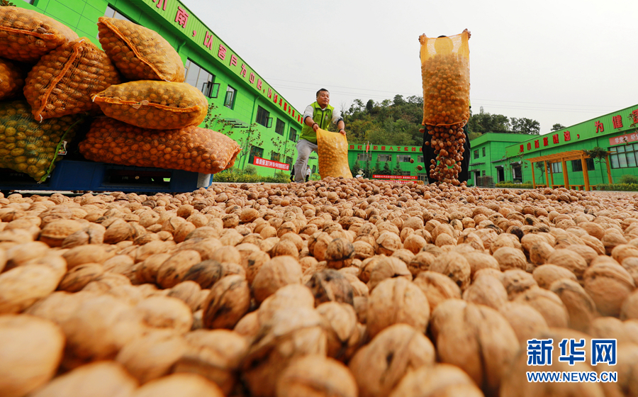 甘肃成县秋满成州核桃丰收