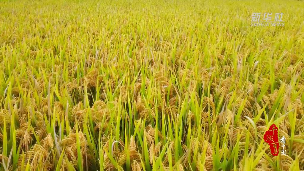 千城百县看中国福建南平金黄色的稻谷成熟了