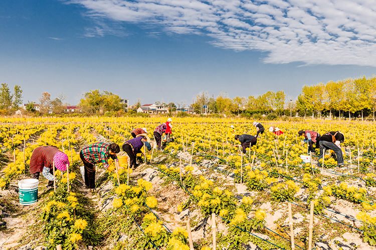 肥东县石塘镇:70余亩菊花进入采摘期 - 新华网客户端