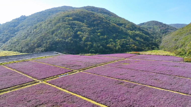 来通过实施植绿护绿,生态修复,利用废弃的尾矿库建设了铜草花主题公园