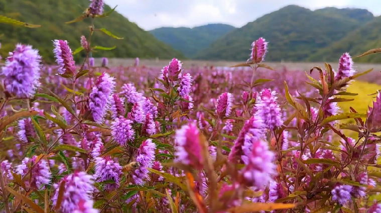 来通过实施植绿护绿,生态修复,利用废弃的尾矿库建设了铜草花主题公园
