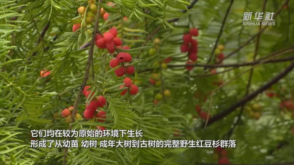 重庆黔江：野生红豆杉数量实现恢复性增长- 新华网客户端