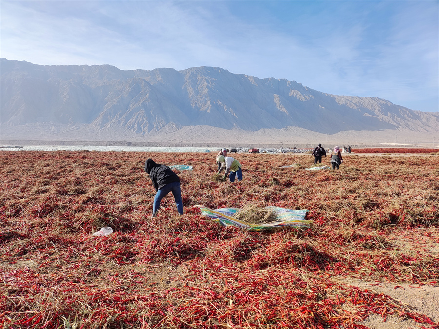 新疆焉耆辣椒收获日子红火