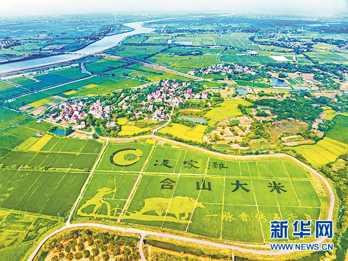 乡村振兴在行动安徽含山写好米文章禾下追梦忙