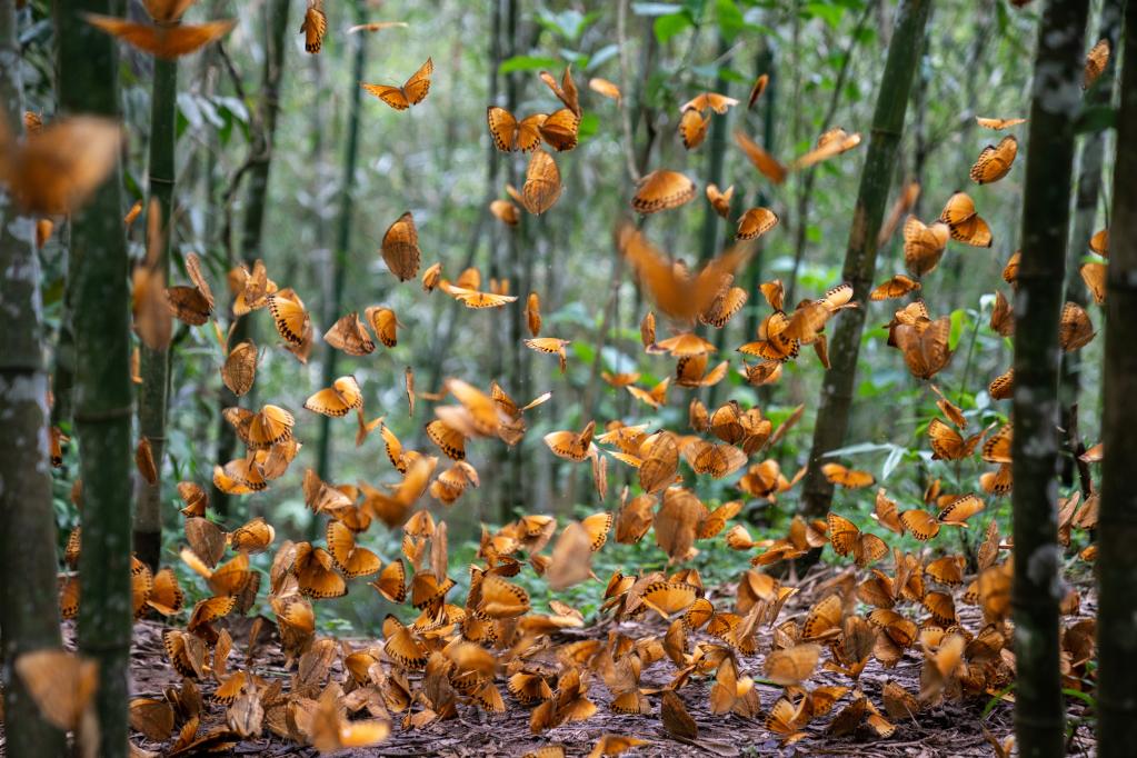 1300种云南蝴蝶折射生物多样性保护成果 新华网客户端