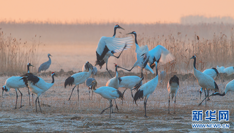 世界湿地日丹顶鹤湿地中的美丽精灵