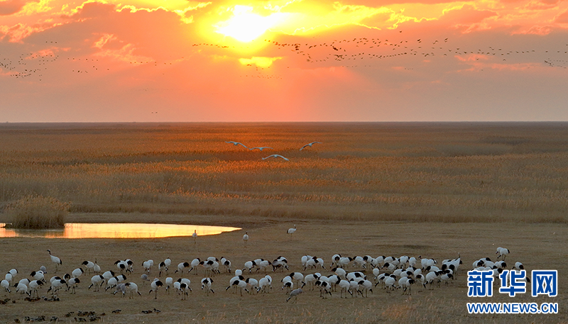 世界湿地日丹顶鹤湿地中的美丽精灵