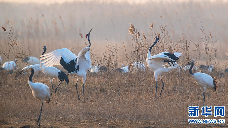 世界湿地日丹顶鹤湿地中的美丽精灵
