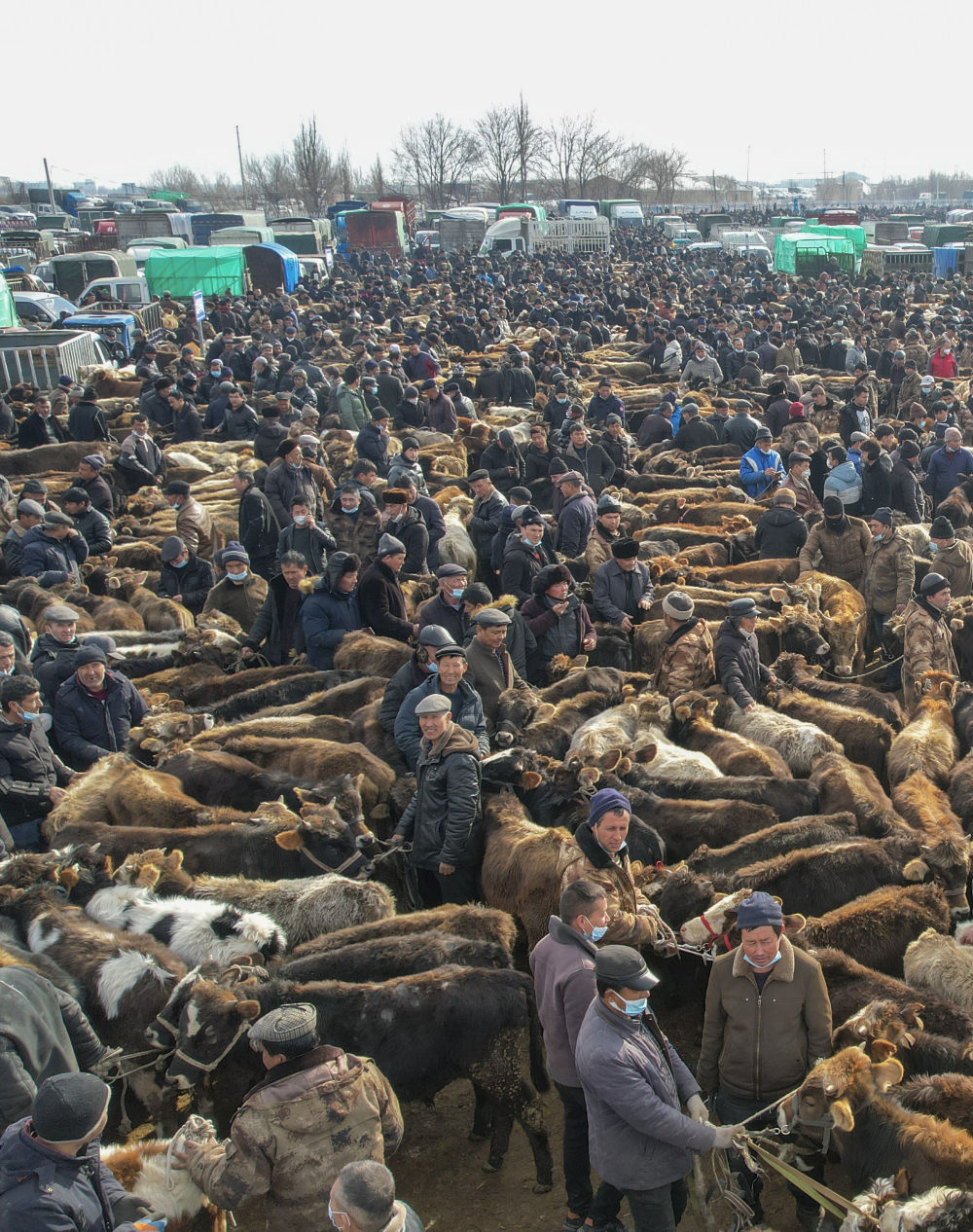 新疆:牛羊市场交易火爆 