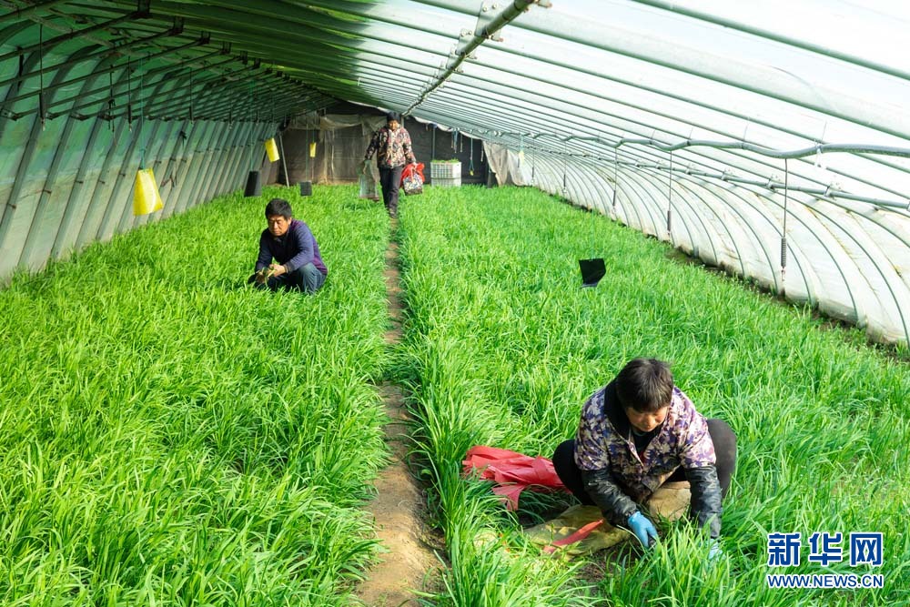 图为菜农们在辛集市旧城镇云大集大棚韭菜种植基地收割韭菜