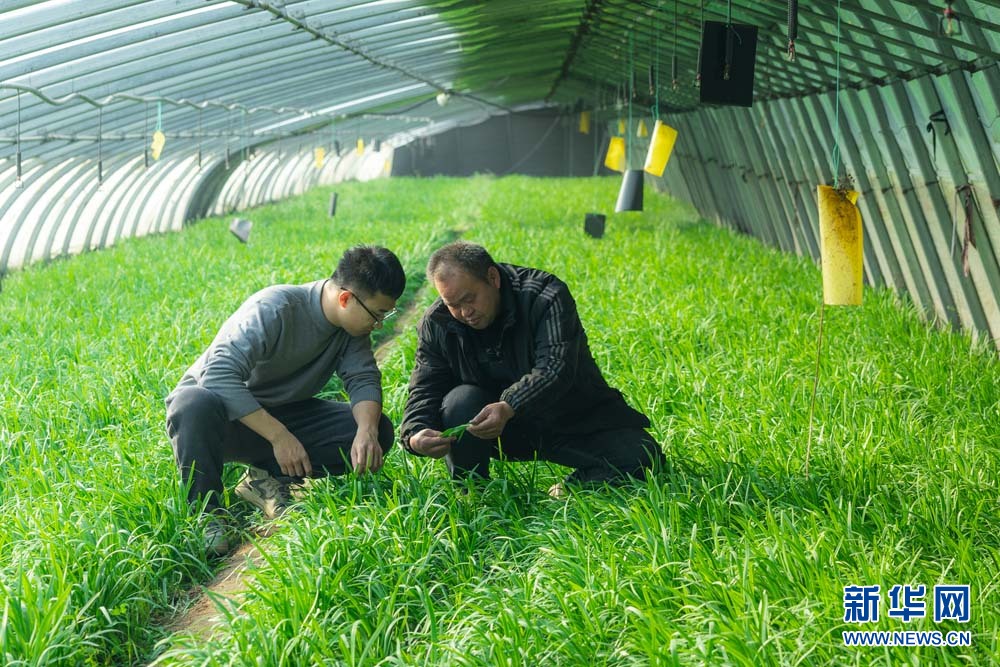 图为菜农们在辛集市旧城镇云大集大棚韭菜种植基地收割韭菜