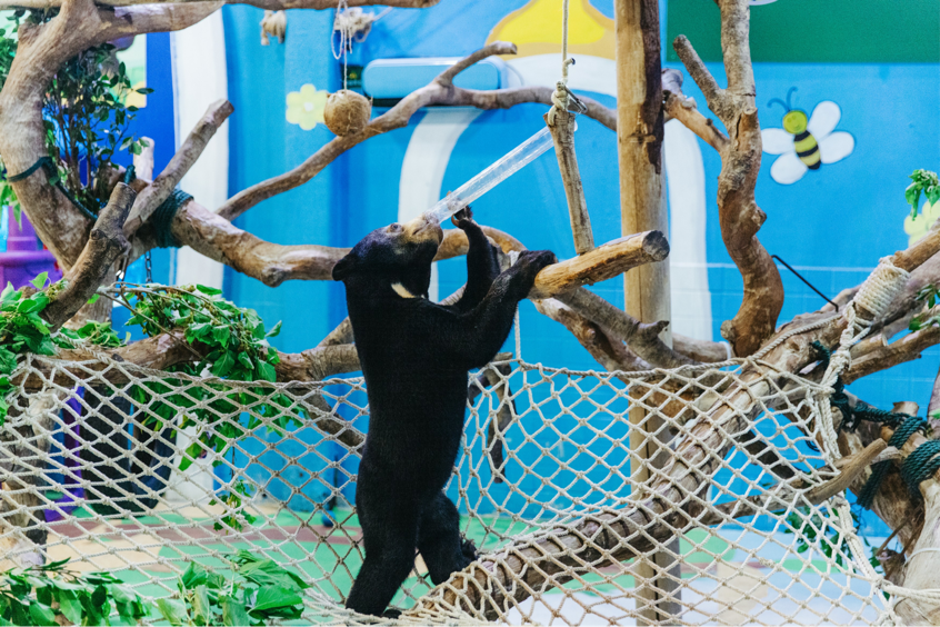 “长隆超级熊熊节”来了! 与“熊熊天团”一起迎接春日活力 新华网客户端