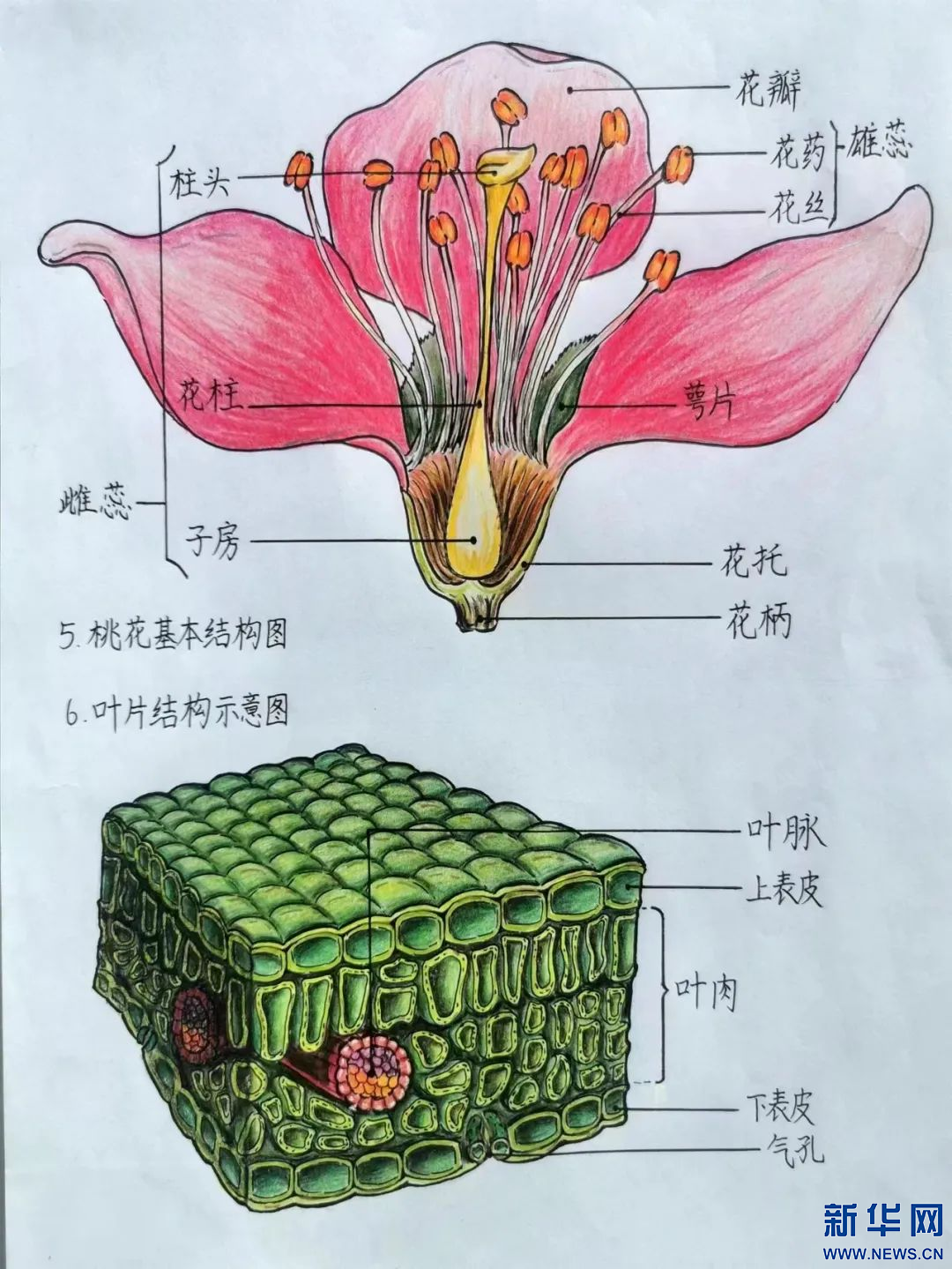 新华网发锡林浩特市13岁初中生马维宣作业植物细胞模式图