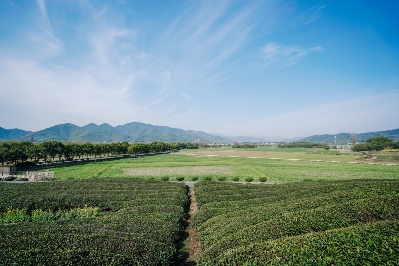 杭州市余杭区径山春茶正式开采 - 新华网客户端