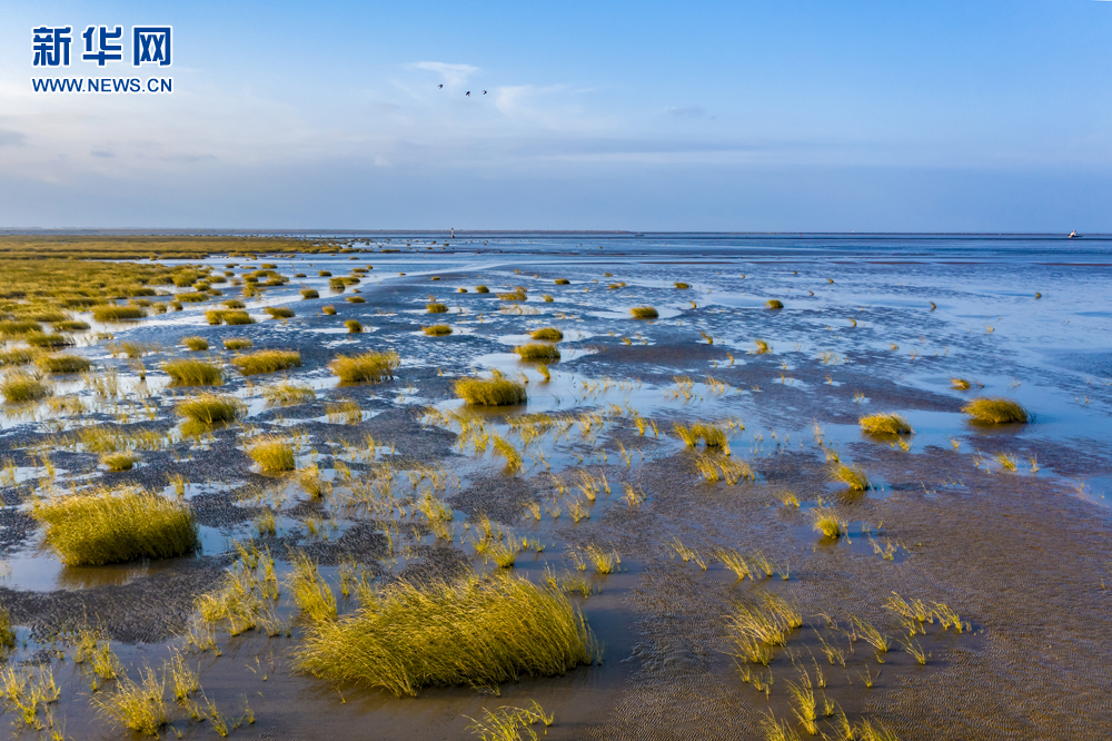 沧海桑田鸟类天堂这里的滩涂美如画