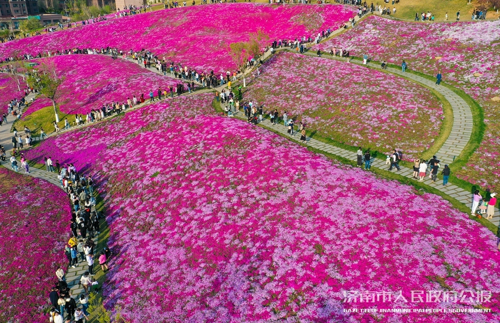 近日,位于济南济南龙鼎大道南首"福禄考"花海全面绽放,放眼望去,粉