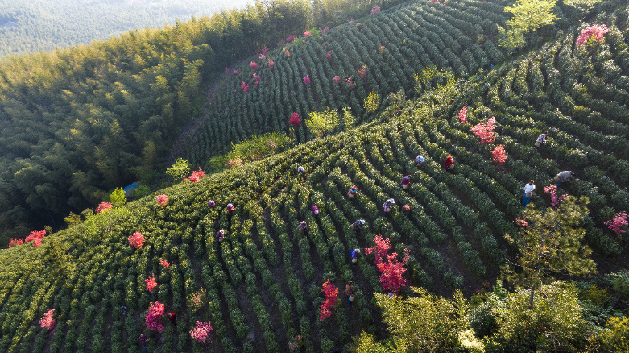 广德映山红景点图片