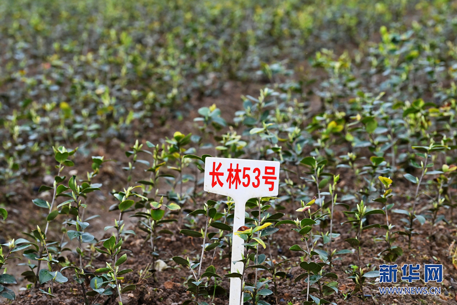 乡村振兴在行动｜一滴茶油长出亿元产业