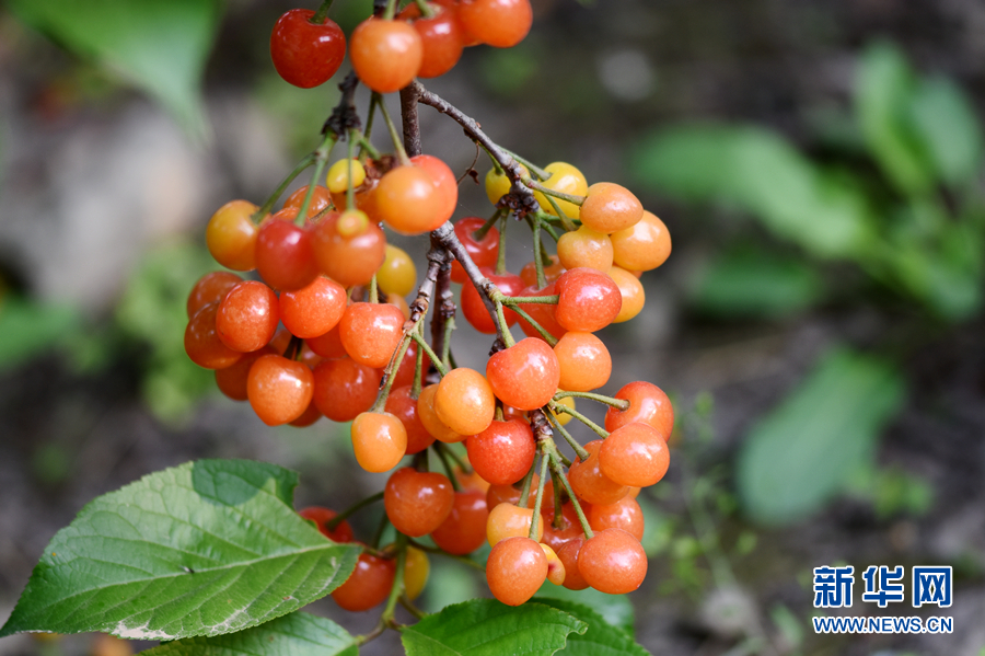 安徽太和:樱桃红 春意浓 - 新华网客户端