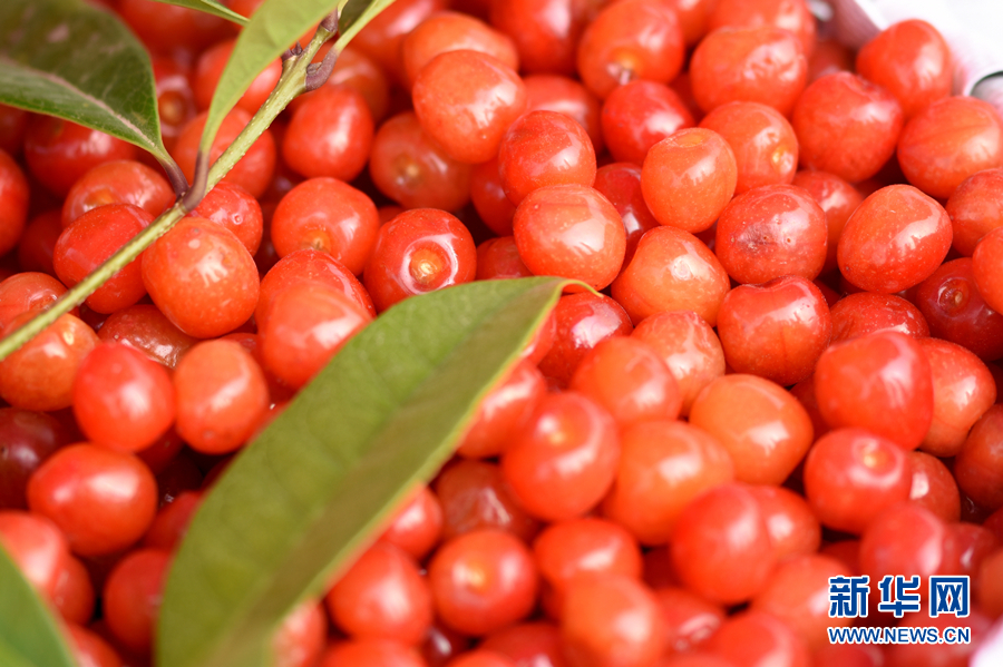 安徽太和:樱桃红 春意浓 - 新华网客户端