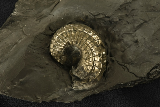 来自海洋的远古生物——菊石化石