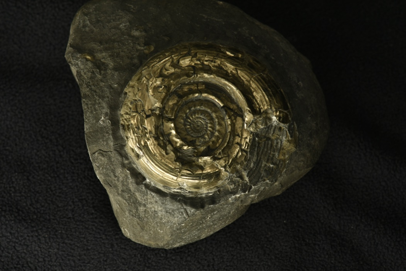 来自海洋的远古生物——菊石化石