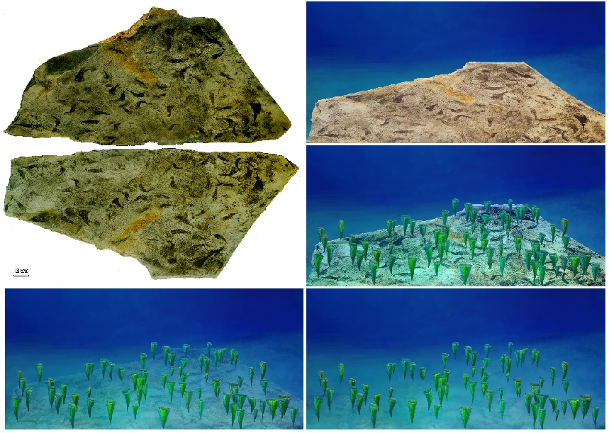 蓝田生物群:宏体真核生物早期演化的证据