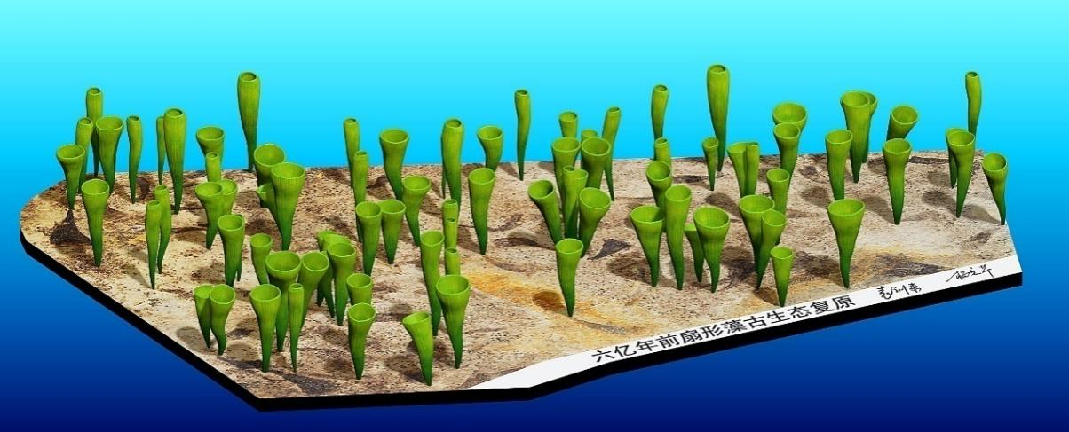 蓝田生物群:宏体真核生物早期演化的证据