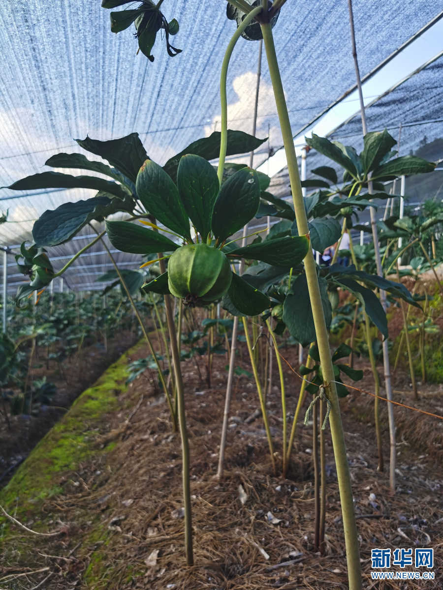 双柏县爱尼山乡道地中药材科技示范园种植的滇重楼.新华网发(供图)