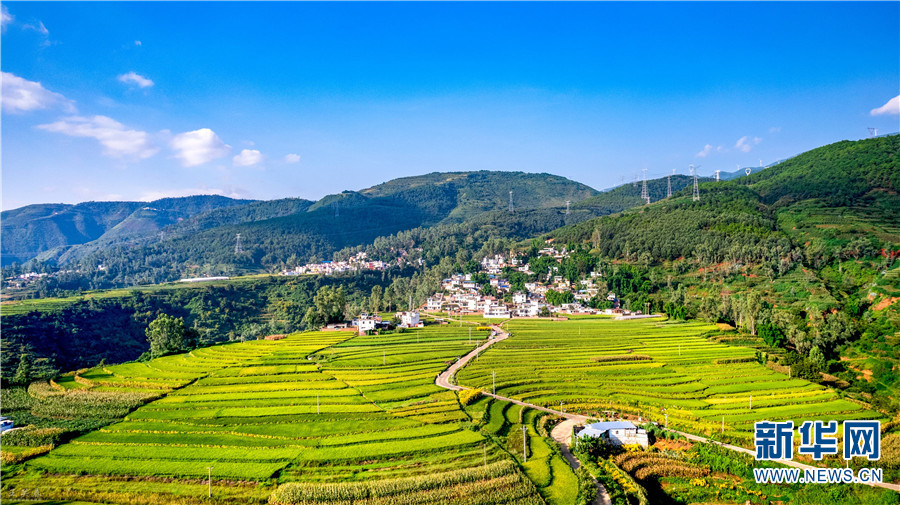 8月23日,航拍东川区乌龙镇稻田.8月23日拍摄的东川区乌龙镇稻田.