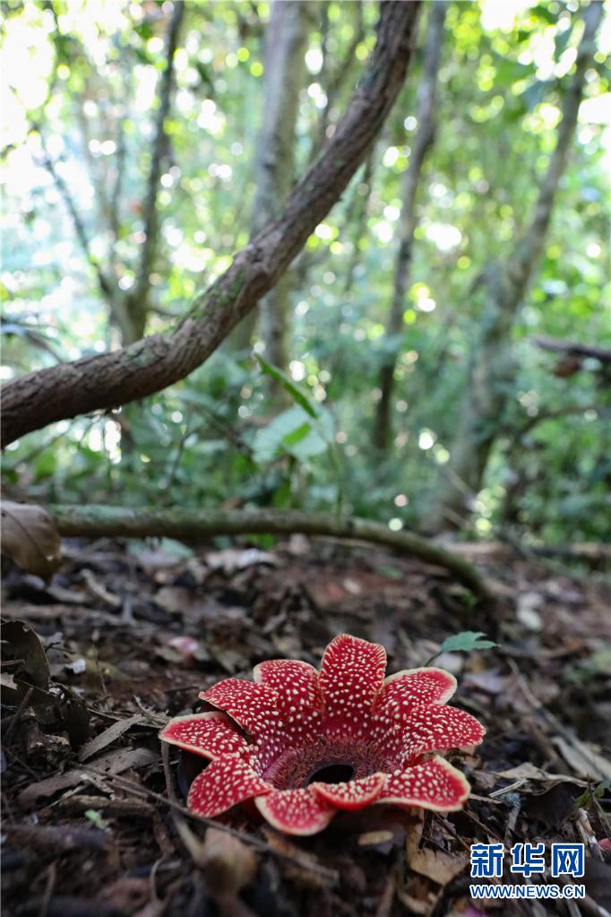 神奇植物在哪里 看云南西双版纳热带雨林中的寄生花 新华网客户端