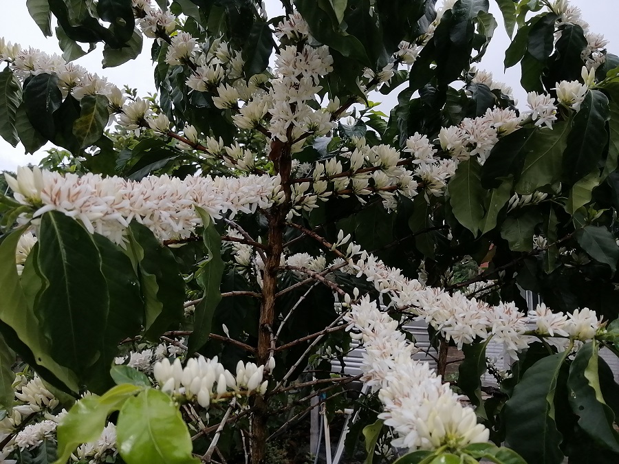 云南孟连:咖啡花开 漫山"飘雪"