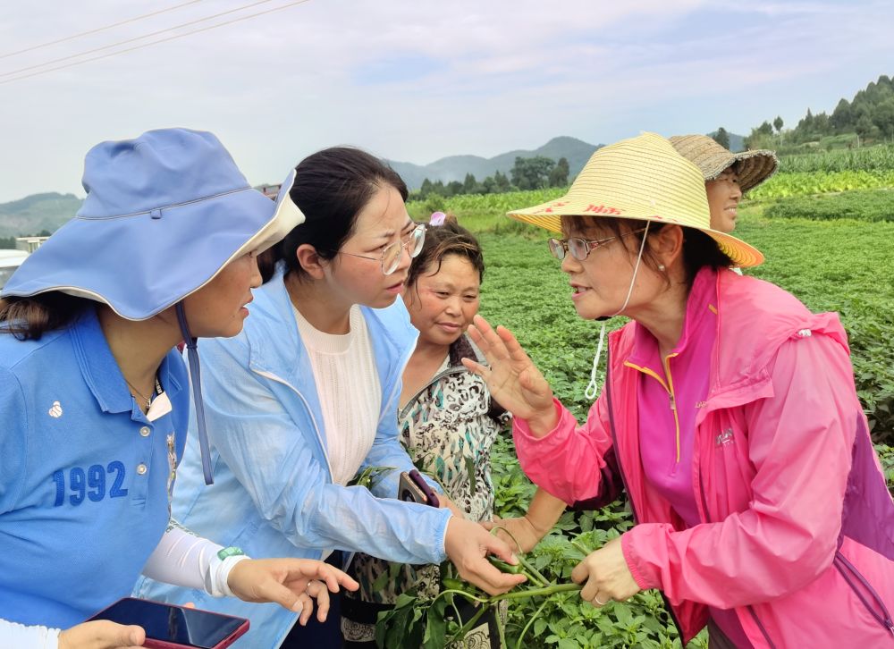 揭榜挂帅赴田间