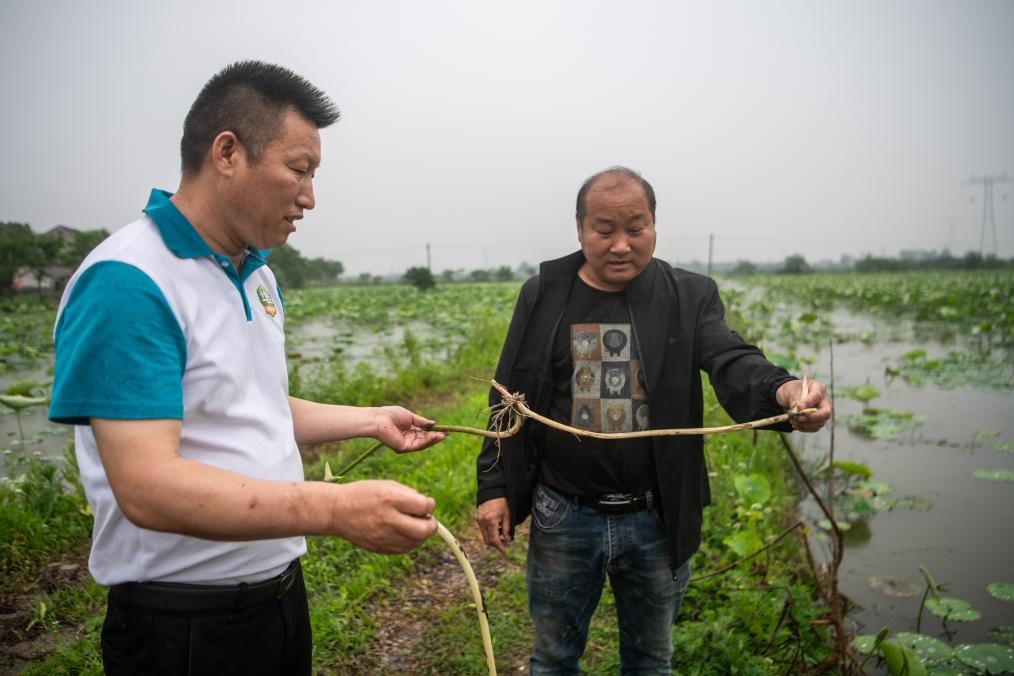 “蓮”通振興路 “藕”遇生態(tài)美