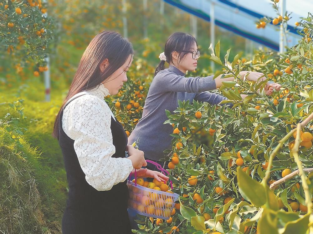 熹虫科技 尤溪:金柑“结硕果”产业“发新枝”