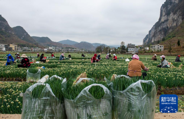 新时代中国调研行之看区域·西部篇丨贵州松林坡：香葱助力山乡产业振兴 新华网客户端