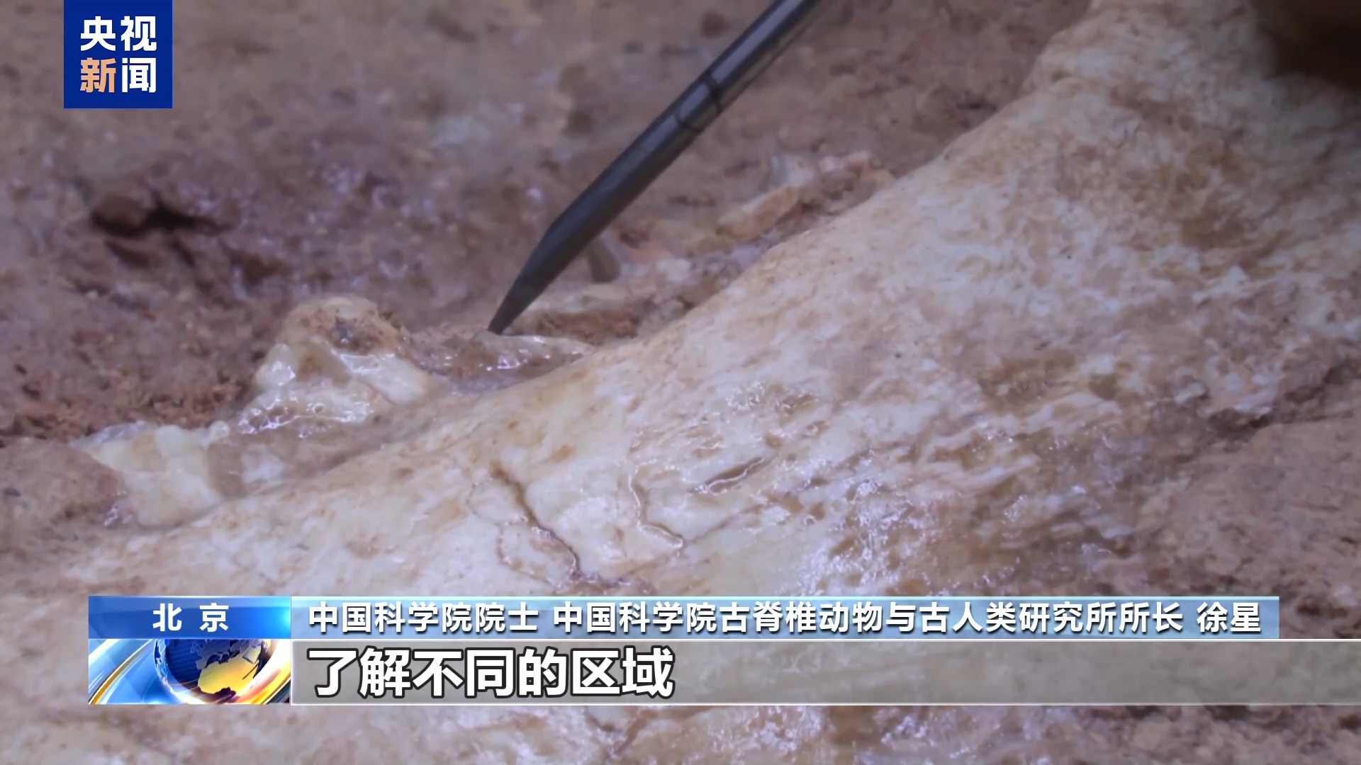暑期探秘 走进博物馆感受恐龙化石里的中国故事 - 新华网客户端