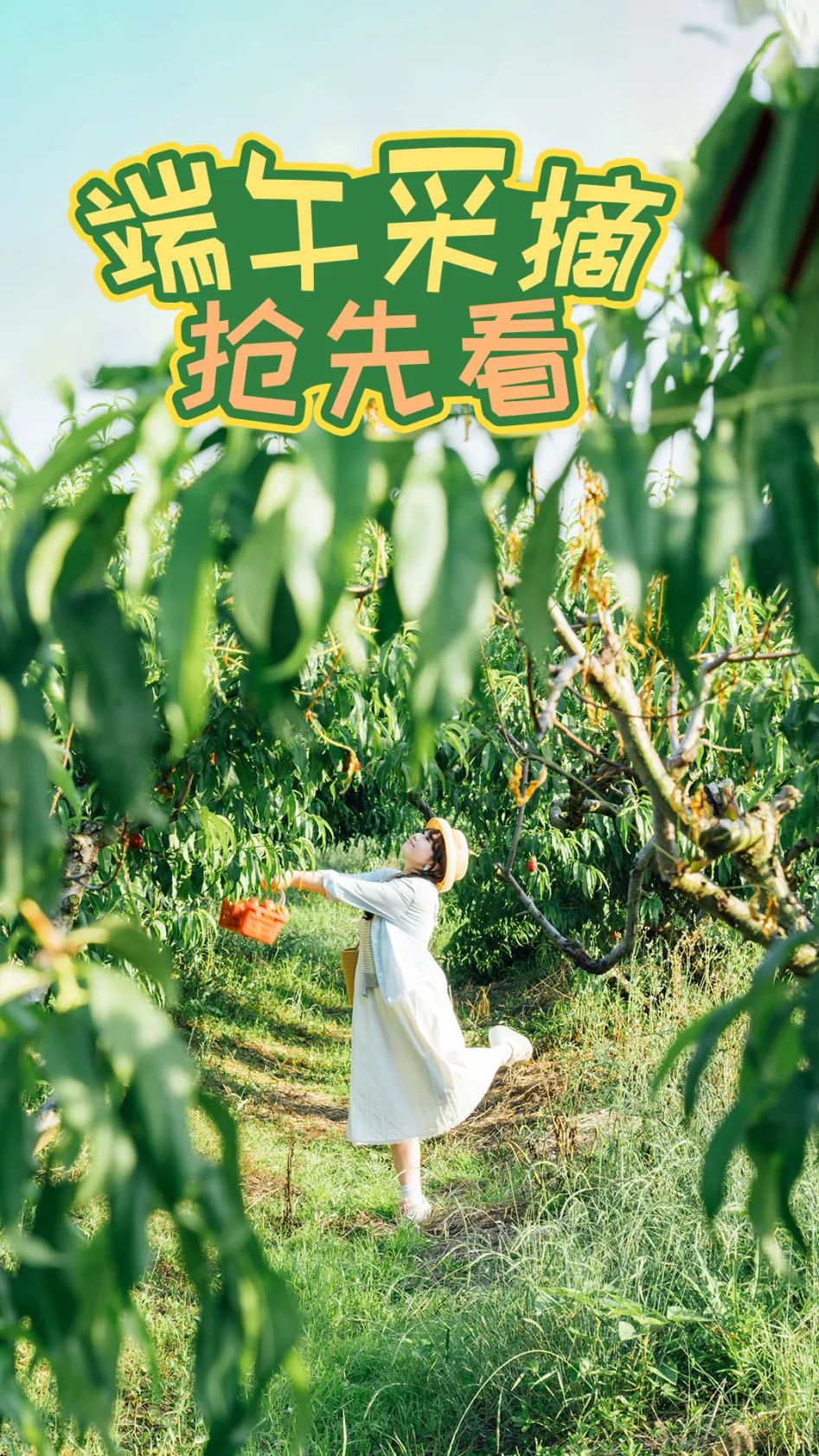 端午采摘首图.jpg