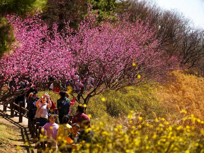 北京市属公园推出35处清明假期赏花踏青场所