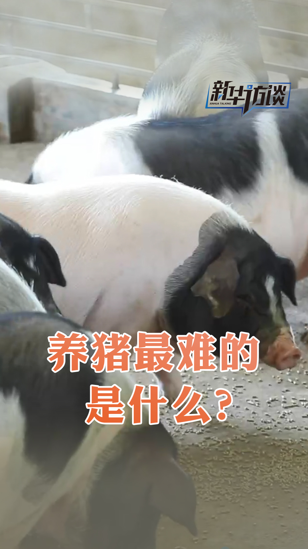 养猪最难的是什么？ - 新华网客户端