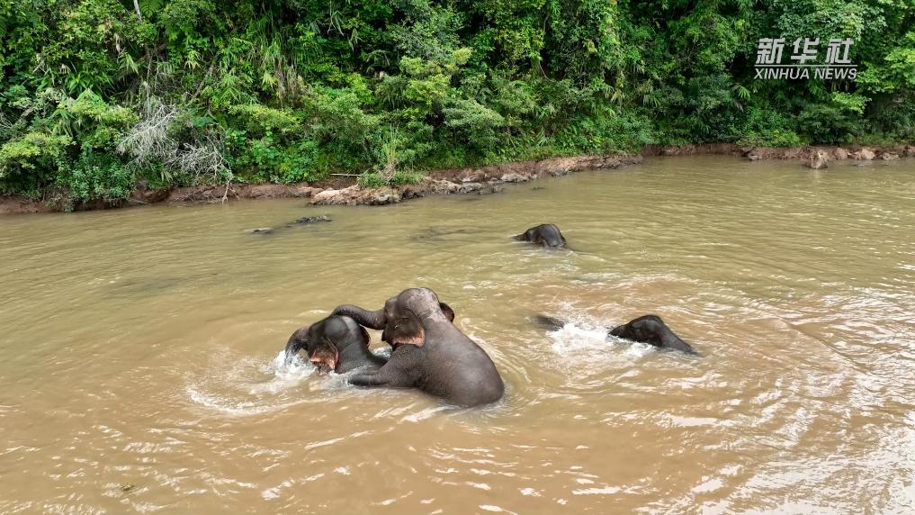 云南省普洱市江城哈尼族彝族自治县拍到一群野生亚洲象在河里洗澡戏水