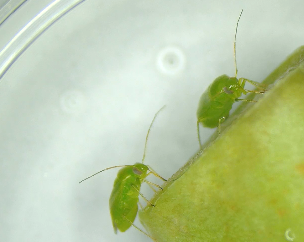 绿盲蝽如何防治?科学家这一发现给出新思路 绿盲蝽如何防治?科学家这一发现给出新思路