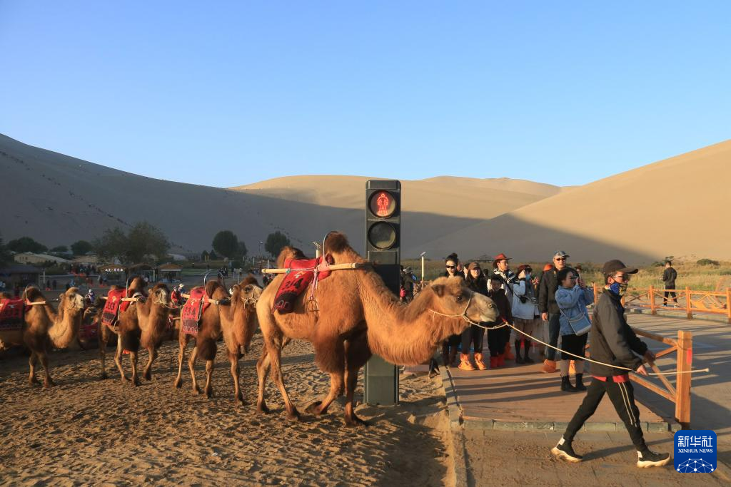 甘肃敦煌:景区旅游迎高峰 骆驼红绿灯畅交通-丝路明珠网