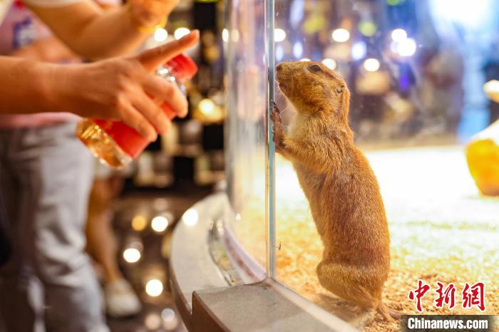 南京海底世界“异宠空间”开放打造科普互动新体验