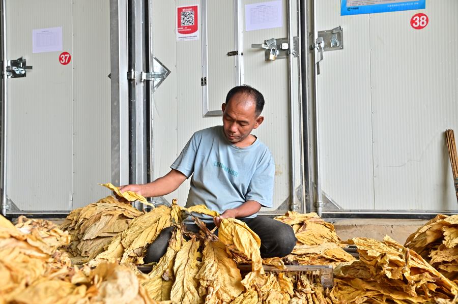 烟草农业现代化丨电能烤房“绿色烘烤”助力烤烟生产提质增效 - 新华网客户端